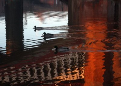 Ducks in a row, Castlefield