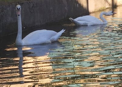 Swans, Saltaire